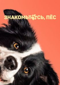 Знакомьтесь, пёс (2024) бесплатно
